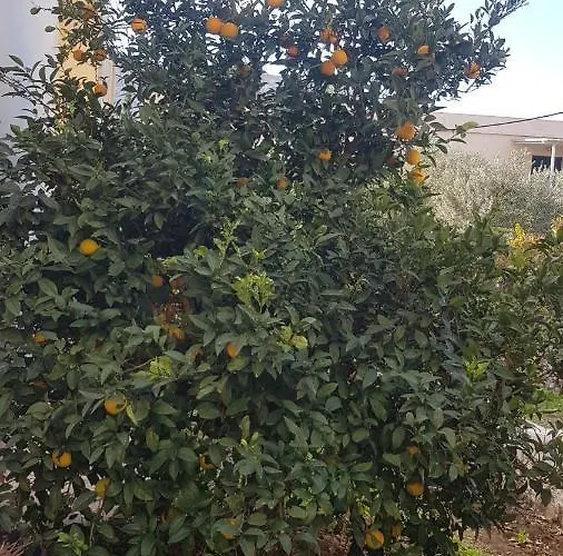 Panormos,nice With Garden View *